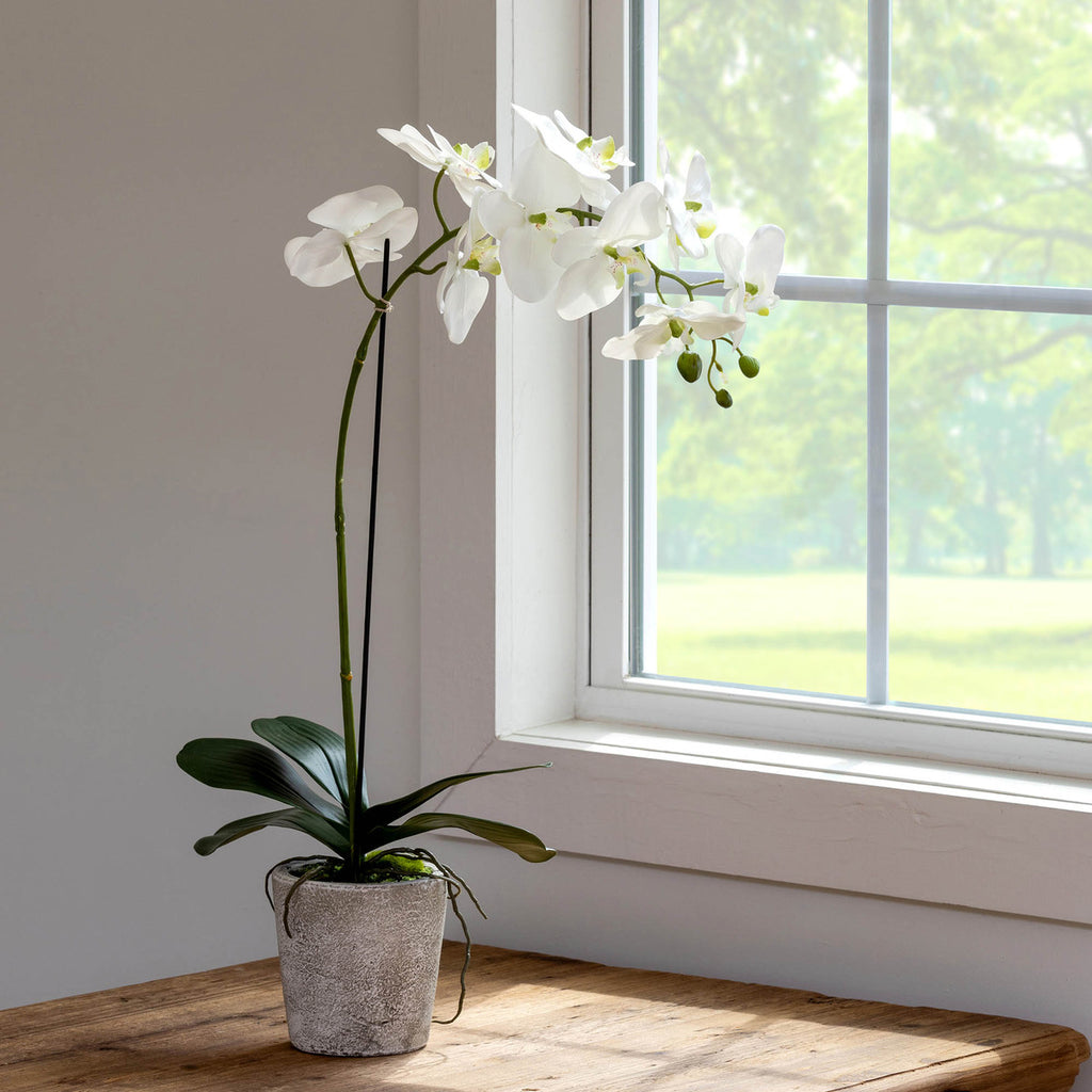 Park Hill - Phalaenopsis Orchid Plant in Concrete Pot, Large