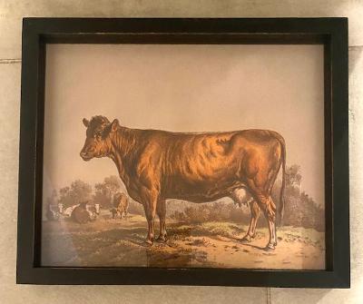 Park Hill - Aged Cow Framed Print