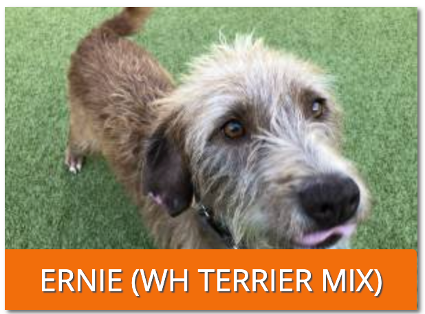 ERNIE (WH Terrier Mix)