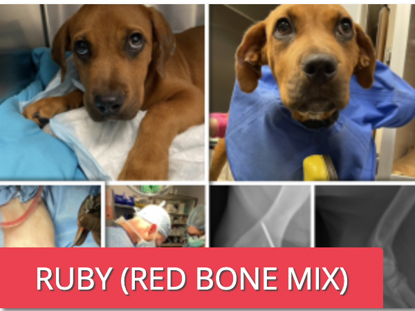 RUBY (Red Bone Mix)