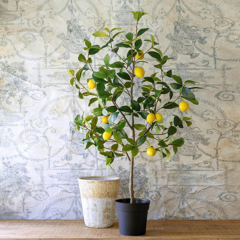 Park Hill - Lemon Tree in pot