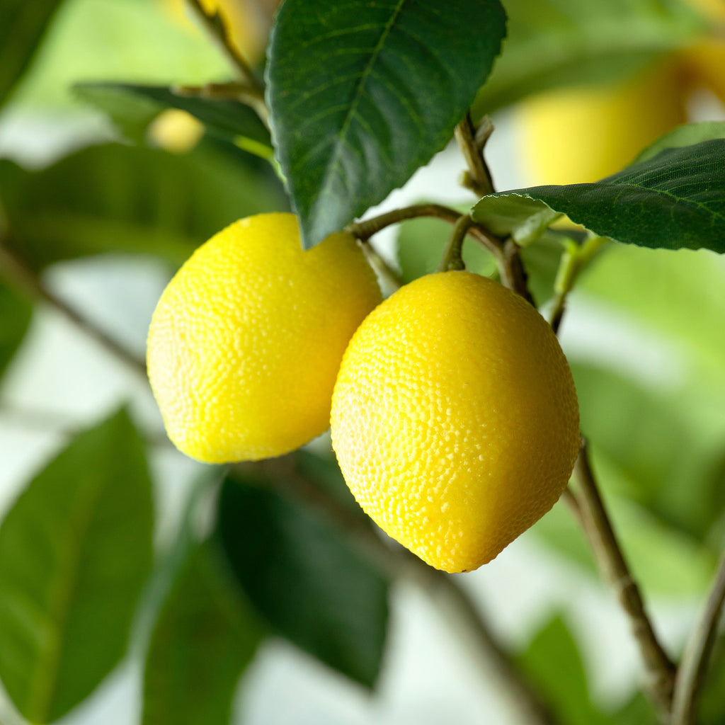 Park Hill - Lemon Tree in pot