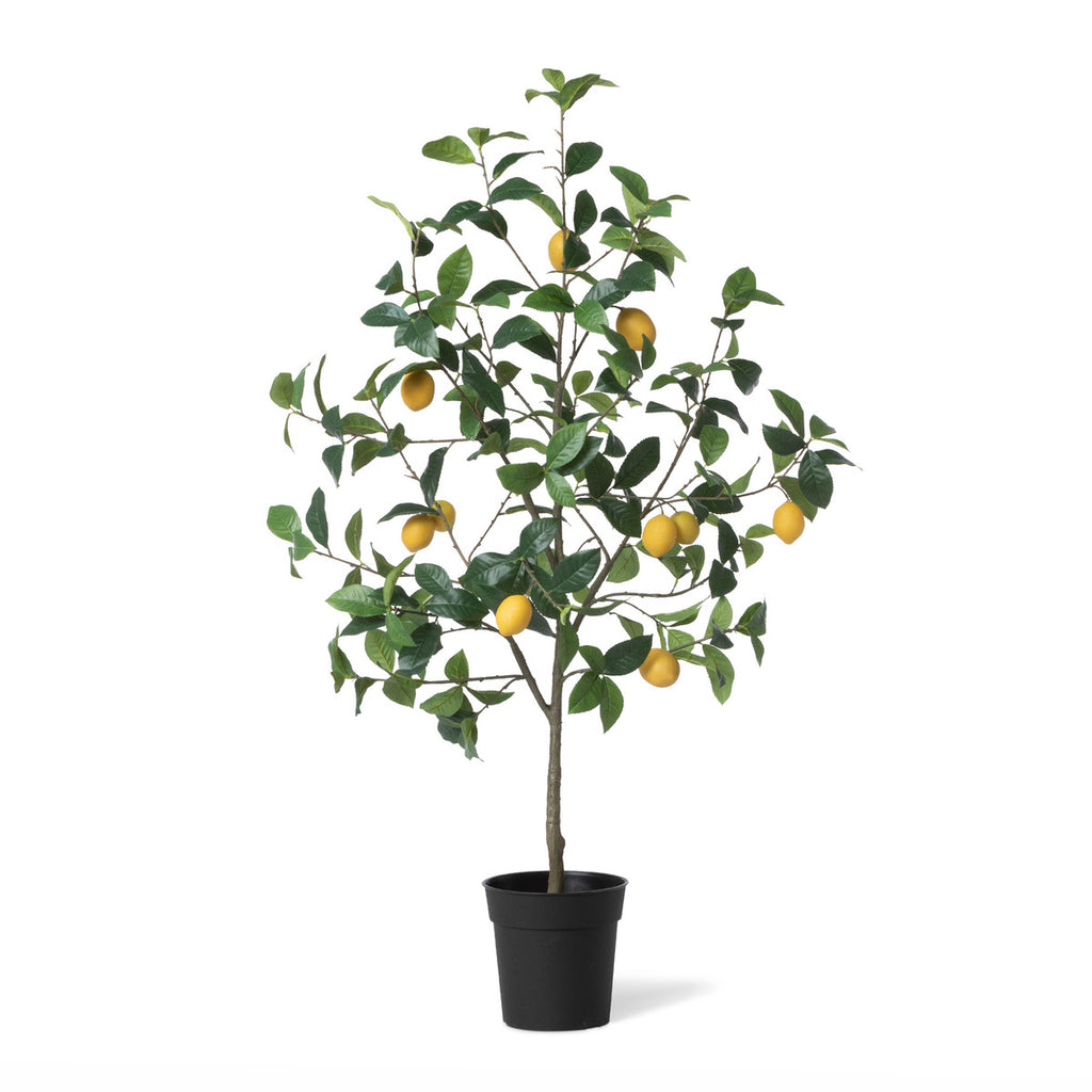 Park Hill - Lemon Tree in pot