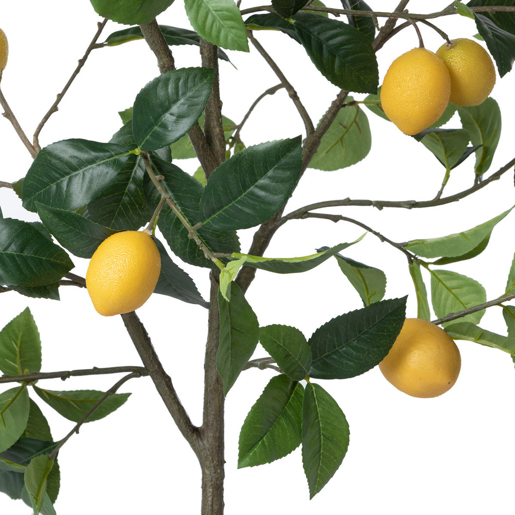 Park Hill - Lemon Tree in pot