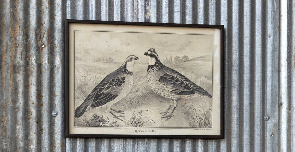Park Hill - Quail Print Framed