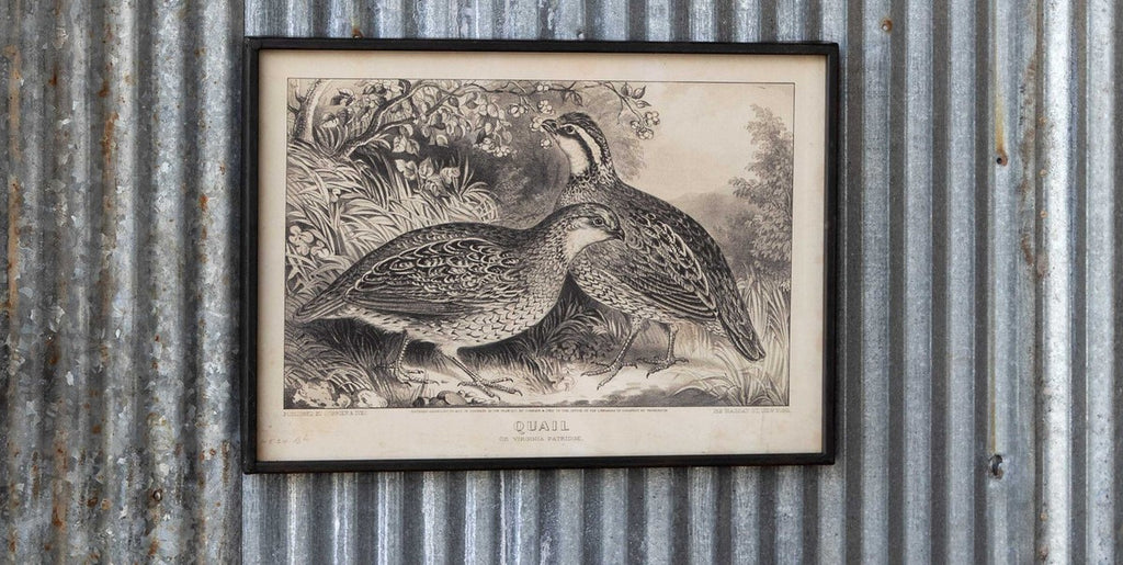 Park Hill - Quail Print Framed