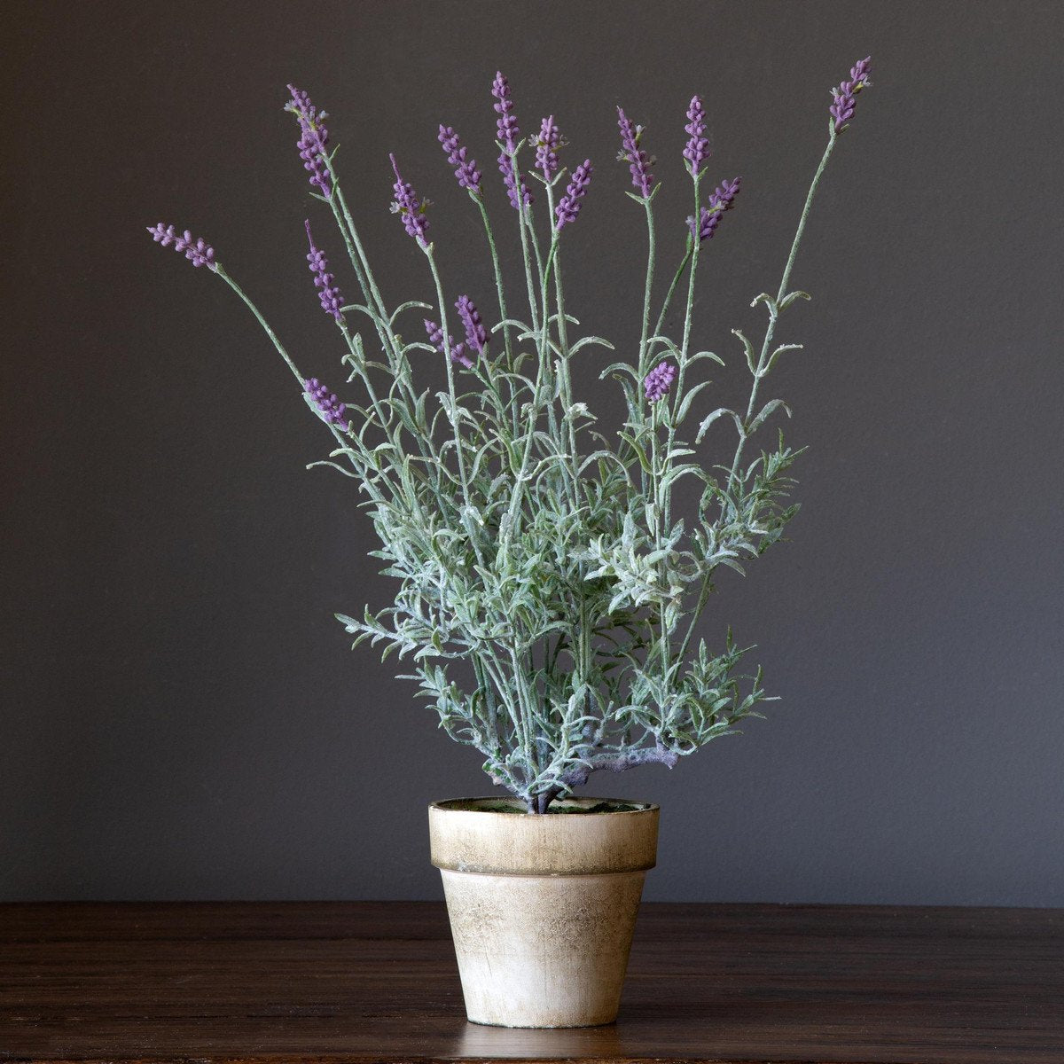 fake lavender plant Park Hill - Potted Lavender Plant