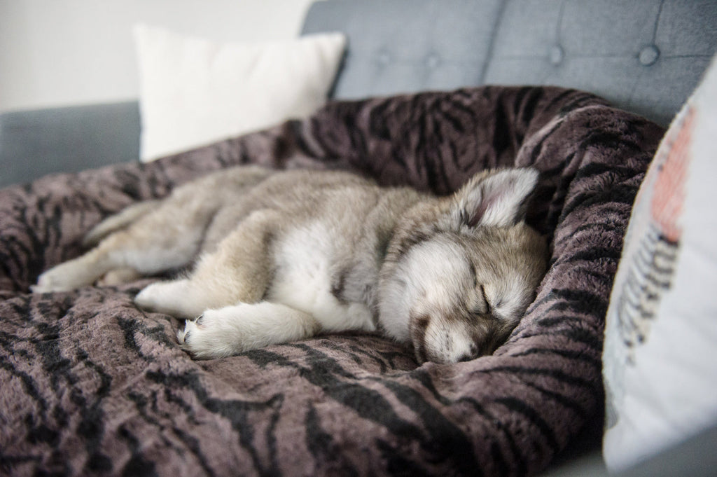 P.L.A.Y. Pet Lifestyle and You - Snuggle Bed - Husky Gray